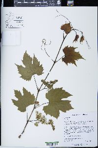 Vitis riparia image
