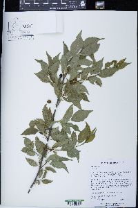 Prunus avium image