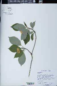 Cornus alternifolia image