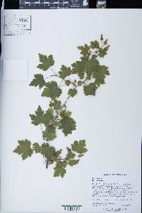 Ribes cynosbati image