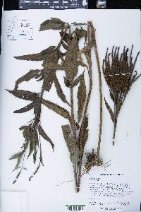 Verbena hastata image