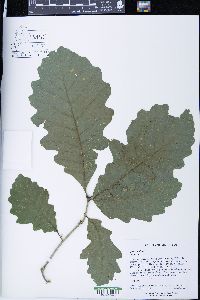 Quercus bicolor image