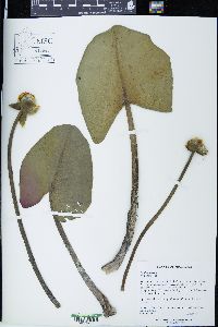 Nuphar advena image