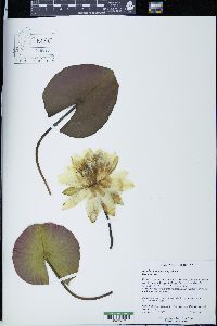 Nymphaea odorata subsp. odorata image