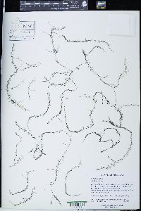 Utricularia minor image