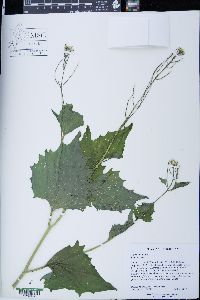 Alliaria petiolata image