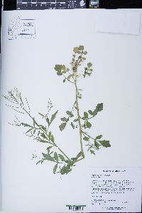 Nasturtium microphyllum image