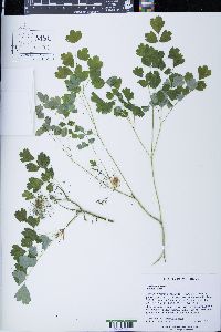 Thalictrum dioicum image