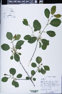 Frangula alnus image