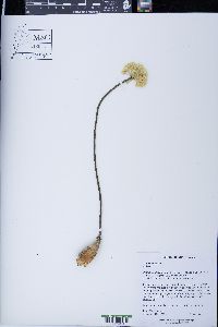 Allium tricoccum image