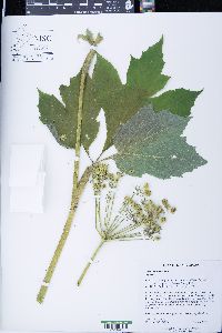 Heracleum maximum image