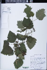 Crataegus mollis image