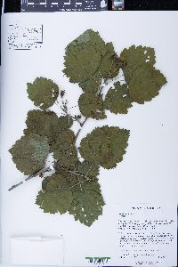 Crataegus mollis image