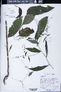 Hackelia virginiana image