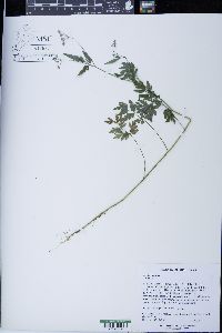Torilis japonica image