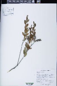 Chamaedaphne calyculata image