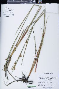 Cladium mariscoides image