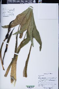 Peltandra virginica image