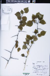 Crataegus pruinosa image