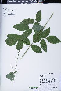Desmodium obtusum image