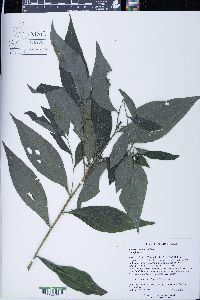 Lithospermum latifolium image
