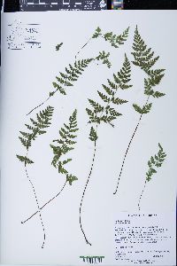 Cystopteris tenuis image
