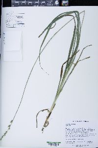 Carex sparganioides image