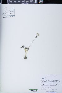 Erigenia bulbosa image