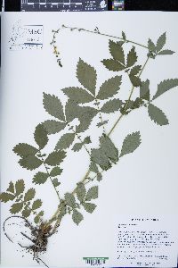 Agrimonia pubescens image