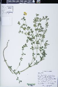 Lotus corniculatus image