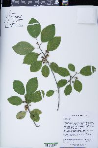Frangula alnus image