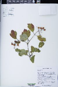 Viburnum opulus image