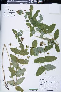 Triadenum virginicum image