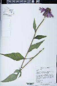 Echinacea purpurea image