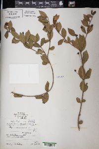 Myrtus communis image