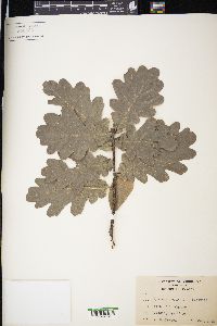 Quercus robur image