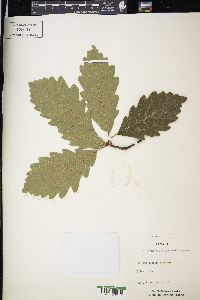 Quercus robur image