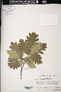Quercus robur image