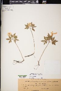 Anemone nemorosa image