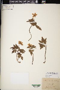 Anemone nemorosa image