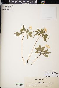 Anemone nemorosa image