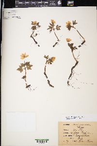 Anemone nemorosa image