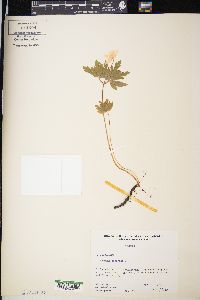 Anemone nemorosa image