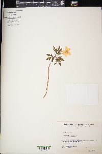 Anemone nemorosa image