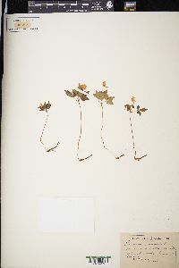 Anemone nemorosa image