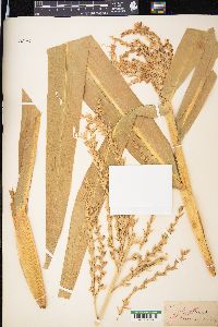 Zea mays image
