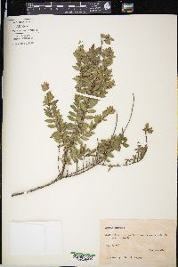 Myrtus communis image