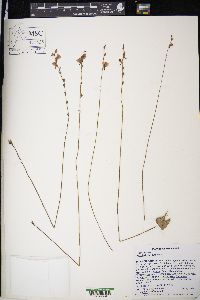Utricularia cornuta image