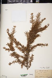 Taxus canadensis image