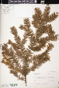 Taxus canadensis image